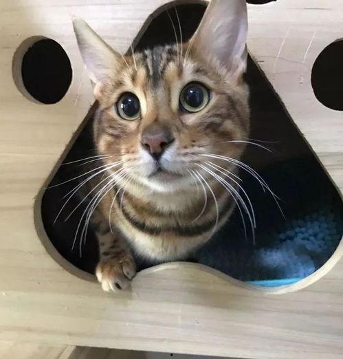 娱乐吃瓜酱替小猫赎身