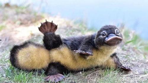 娱乐吃瓜酱鸭嘴兽