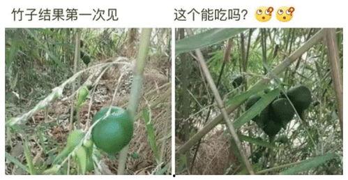娱乐吃瓜酱竹子,娱乐吃瓜酱的幕后故事